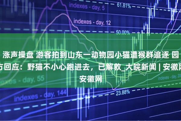 涨声操盘 游客拍到山东一动物园小猫遭猴群追逐 园方回应：野猫不小心跑进去，已解救_大皖新闻 | 安徽网